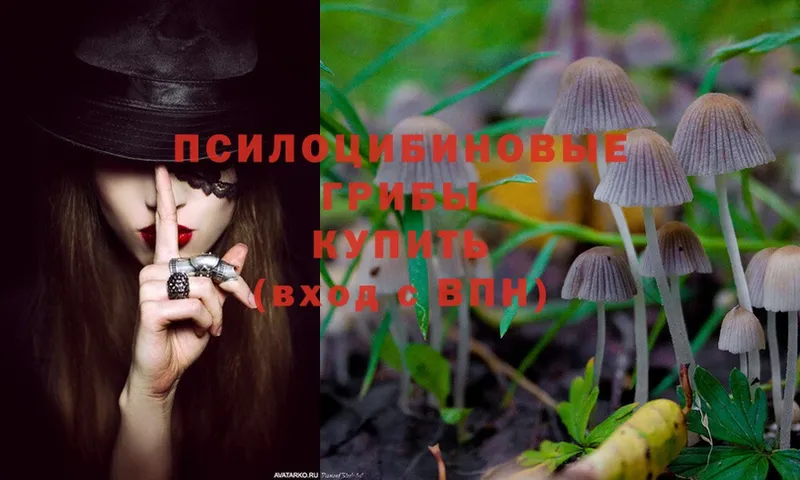 закладка  Малаховка  Галлюциногенные грибы Psilocybine cubensis 